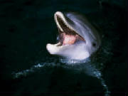 dauphins1.jpg