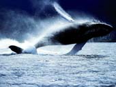 baleines1.jpg