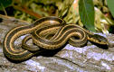 serpent1.jpg