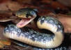 serpent2.jpg