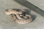 serpent3.jpg