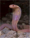 serpent4.jpg